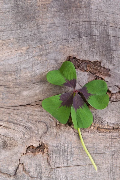 Clover blad — Stockfoto