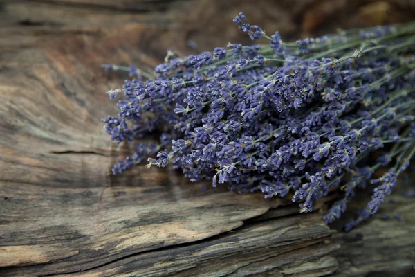 Lavendel — Stockfoto