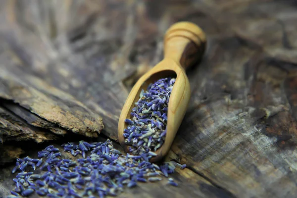 Getrockneter Lavendel — Stockfoto