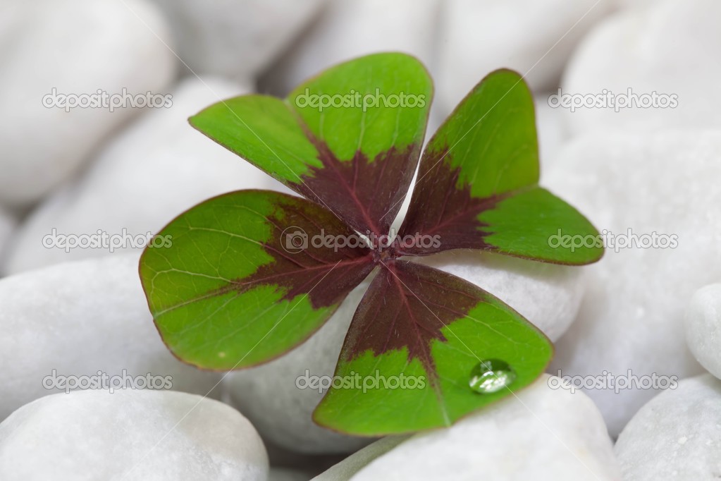 Clover with white stones