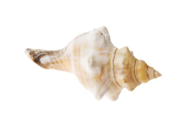 Deniz kabuğu