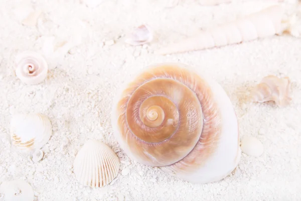 Seashells in sand — Stock Photo, Image