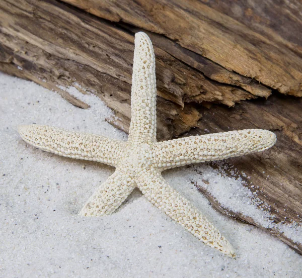 Starfish in sand — Stock Photo, Image