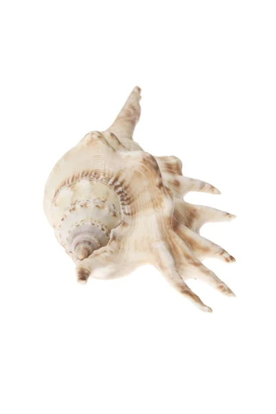 Seashell — Stock Photo, Image