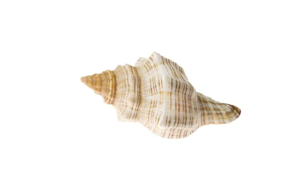 Seashell — Stock Photo, Image