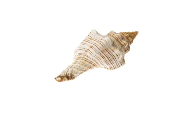 Seashell — Stock Photo, Image