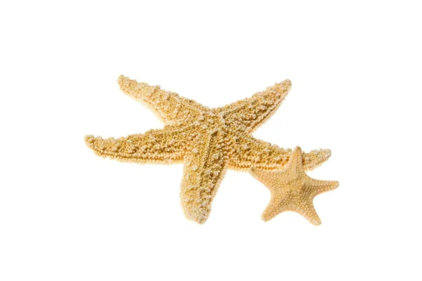 Starfish — Stock Photo, Image