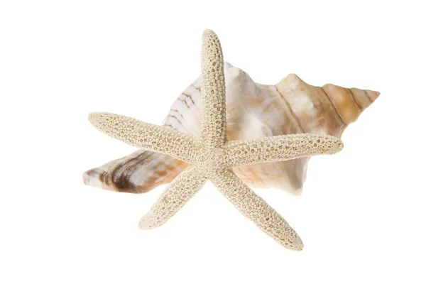 Starfish and seashell — Stock Photo, Image