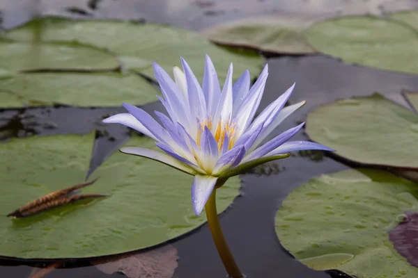 Blommande näckros — Stockfoto