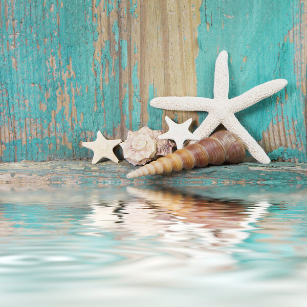 Starfish and shells for holiday
