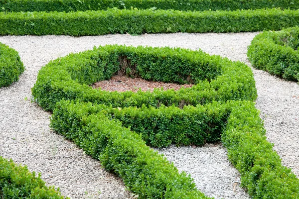 Moderner asiatischer Garten mit Buchsbäumen. — Stockfoto