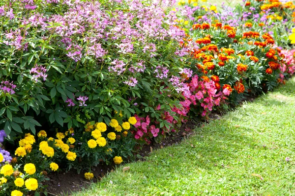 Flowers growing in the garden — Stock Photo, Image