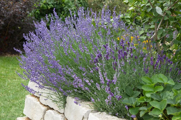Lavender growing in garden — Stock Photo, Image