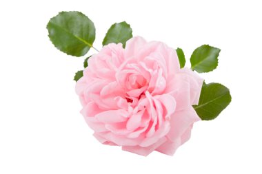 pembe Gül
