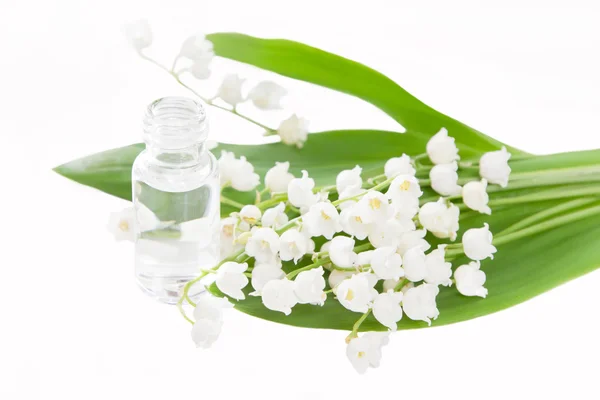 Lily of the valley essence Stock Picture