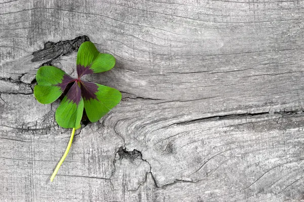 Moments de bonheur - Photo de stock avec des trèfles à quatre feuilles — Photo