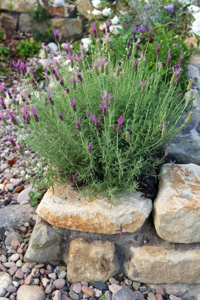 Lavender growing in a cottage garden. — Stock Photo, Image