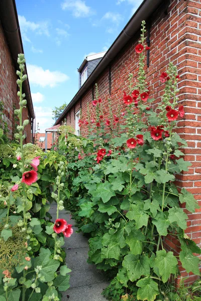 Casa de pedras de tijolo vermelho com rosas fazendeiros vermelhos na frente . Imagem De Stock