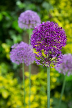Close up of the flowers of some allium clipart