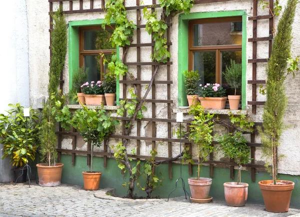 Flowers in terracotta pots - garden before a house. — Stock Photo, Image