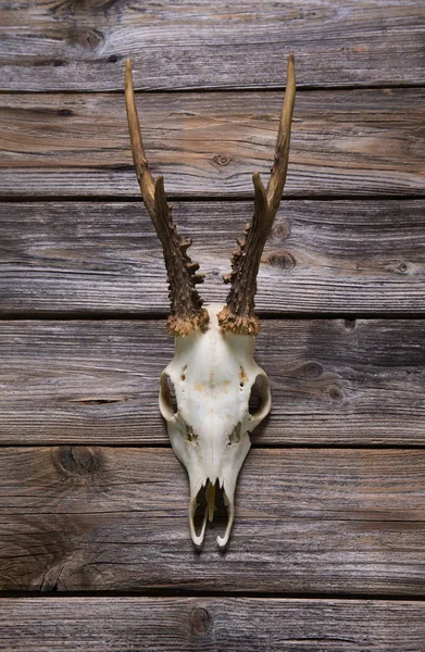 Antler or horn on wooden background. Hunting trophy. — Stock Photo, Image