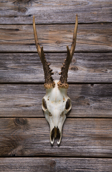 Antler or horn on wooden background. Hunting trophy.