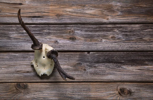 Geweih oder Horn auf Holzgrund. Jagdtrophäe. — Stockfoto