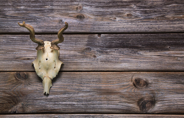 Antler or horn on wooden background. Hunting trophy.