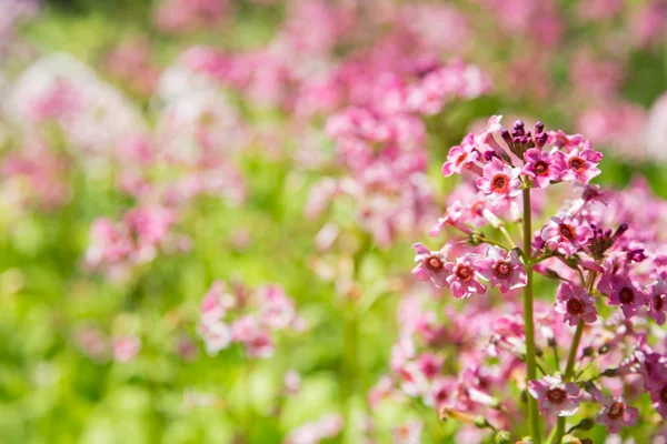 Yaz aylarında çiçek gül: doğal arka plan. — Stok fotoğraf