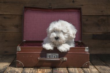 seyahat etmek ile a evde beslenen hayvan - bir bavulun içinde oturan köpek yavrusu - kavram