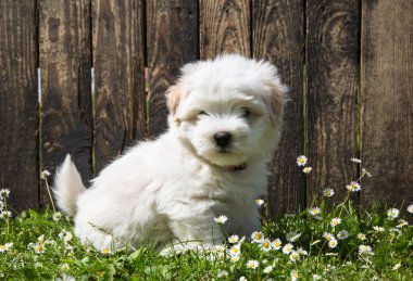 köpek portre: şirin bebek köpek - köpek yavrusu coton de tulear.