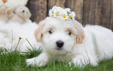 Portrait: Original Coton de Tuléar baby dog - soft like cotton.