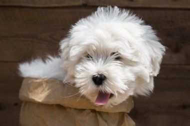 Sweet little baby dog - puppy of the pedigree Coton de Tuléar.