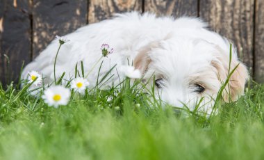 Bebek köpek: coton de tulear - puppy yalan rahat yeşil.