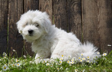 coton de tulear - köpek bebek portre - puppy garde içinde oturan