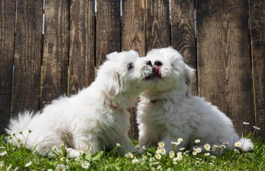 büyük aşk: iki bebek köpek - coton de tulear kukla - öpüşme.