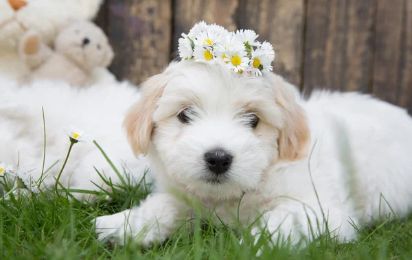 Retrato: Original perro bebé Coton de Tulécar - suave como el algodón . — Foto de Stock