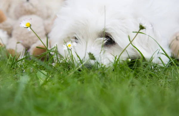 Cão branco pequeno bonito deitado no verde conceito espirituoso com ba — Fotografia de Stock