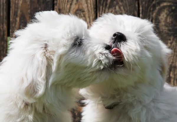 Grote liefde: twee honden - coton de Tuléar puppies - zoenen met baby — Stockfoto