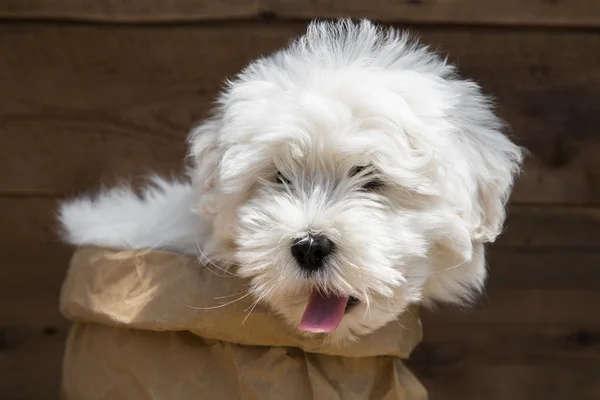 Dulce perrito bebé - cachorro del pedigrí Coton de Tulécar . — Foto de Stock