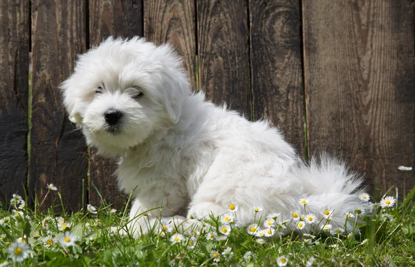 Coton de Tuléar - hond baby portret - pup zitten in de garde — Stockfoto