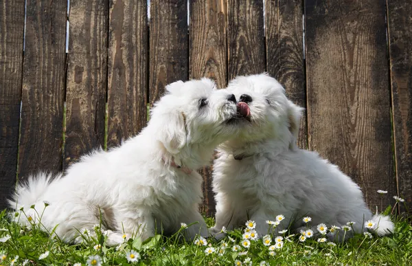 Große Liebe: zwei Hundebabys - coton de tulear Welpen - küssen. — Stockfoto