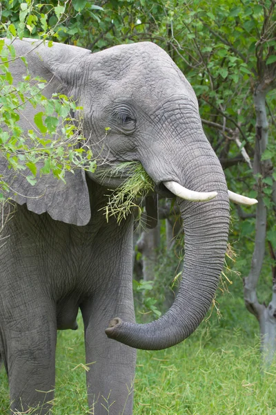 Afrikansk elefant i regnperioden i Sydafrika. — Stockfoto