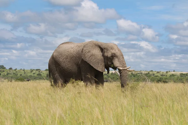 Elefante africano na estação chuvosa na África do Sul . — Fotografia de Stock