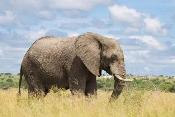 Elefante africano na estação chuvosa na África do Sul . — Fotografia de Stock