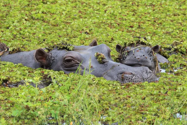 Botsvana okavango Deltası'nda anne ve bebek hippo. — Stok fotoğraf