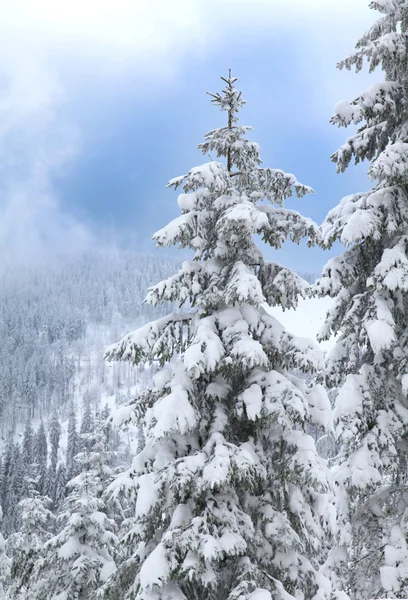 Χιονισμένο τοπίο στην περίοδο των Χριστουγέννων - δέντρα με το χιόνι στις Άλπεις. — Φωτογραφία Αρχείου