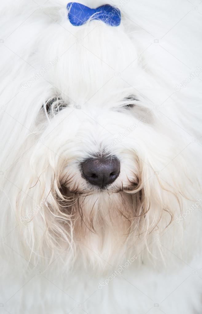 Head of an original Coton de Tuléar dog - pure white like cotto