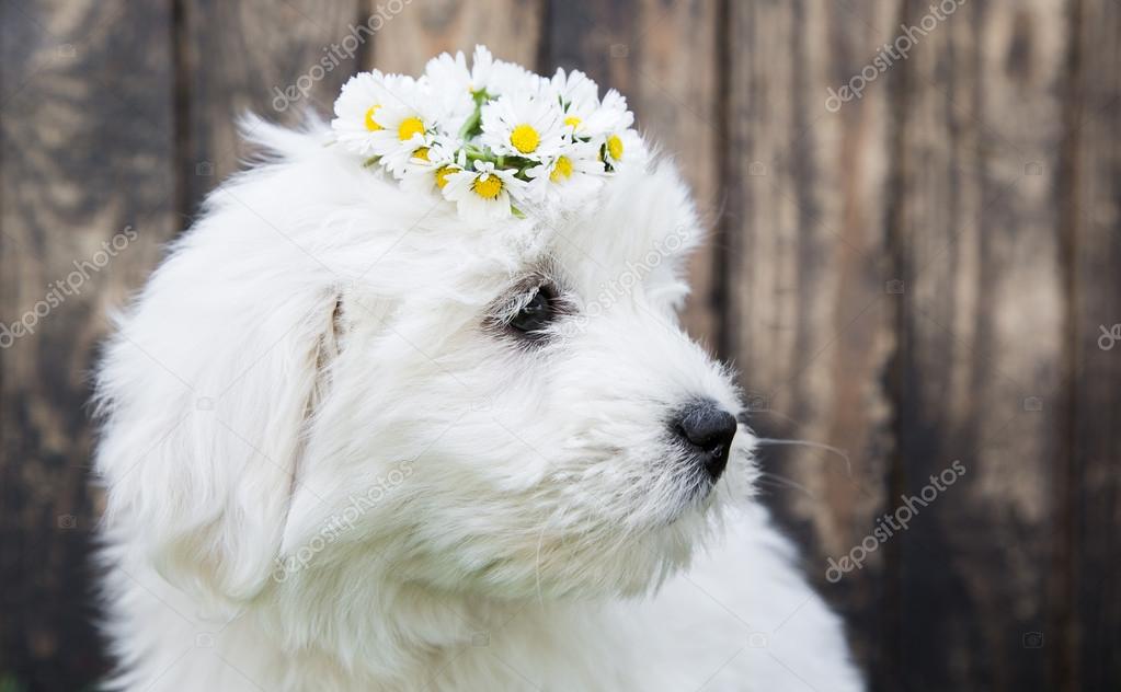 Baby Dog Coton De Tulear Puppy For Animal Concepts Stock Photo By C Jeanette Dietl