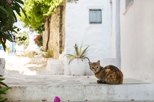 Typical on the cyclades: wild cats on the road. — Stock Photo, Image